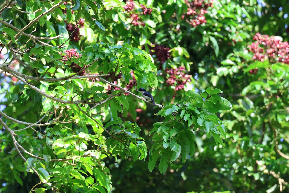Black-winged Flycatcher-shrike - ML590307801