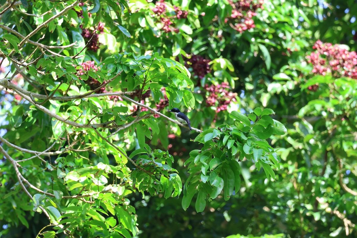 Black-winged Flycatcher-shrike - ML590307811
