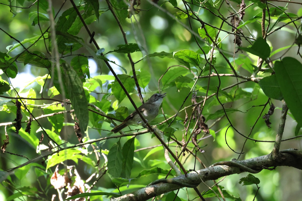 Moustached Babbler - ML590308011