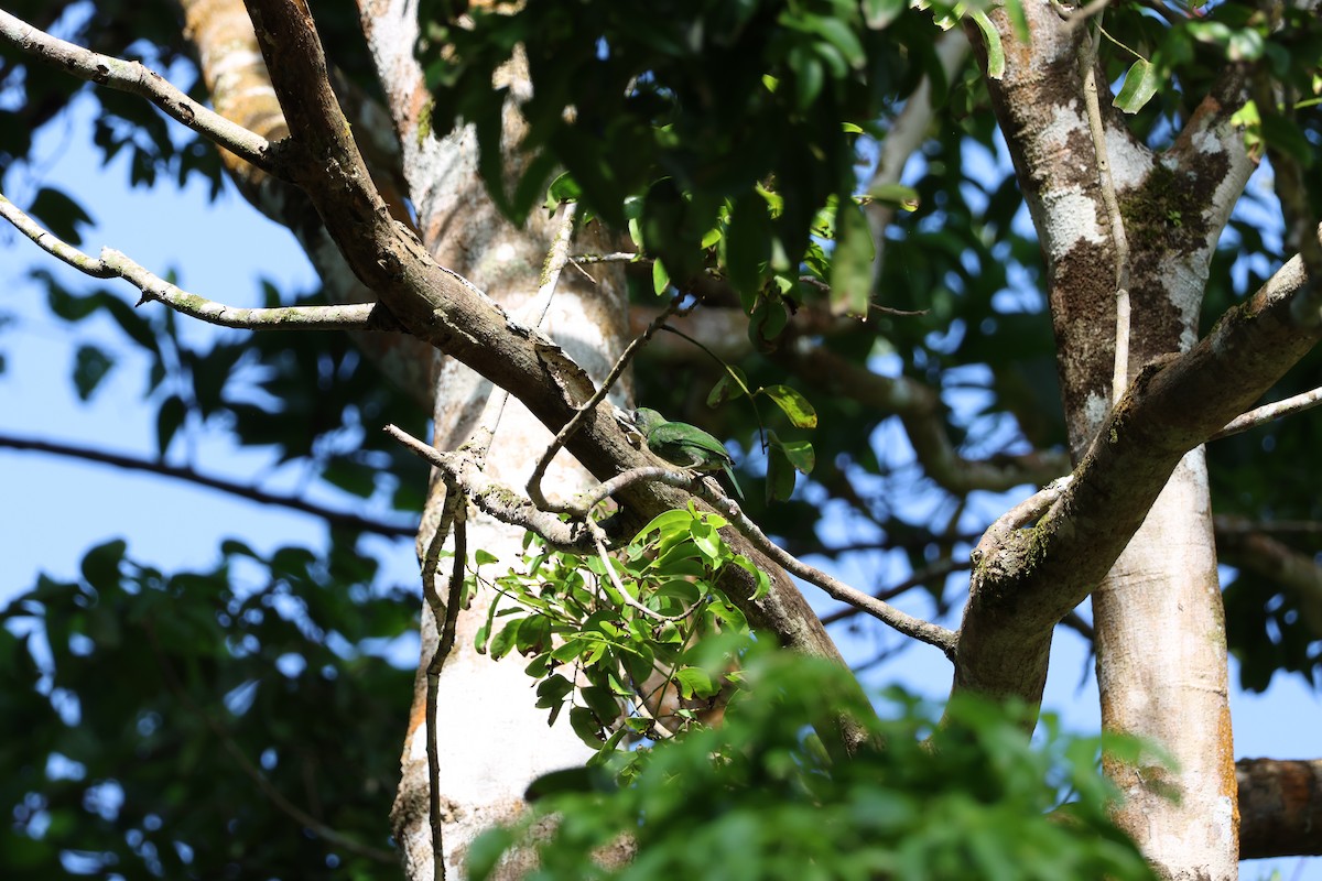 Blue-eared Barbet - ML590308051