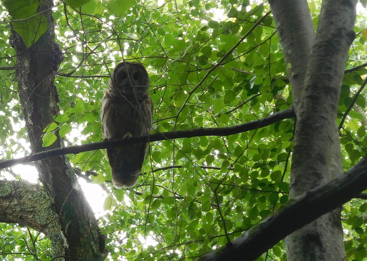 Barred Owl - ML59030821