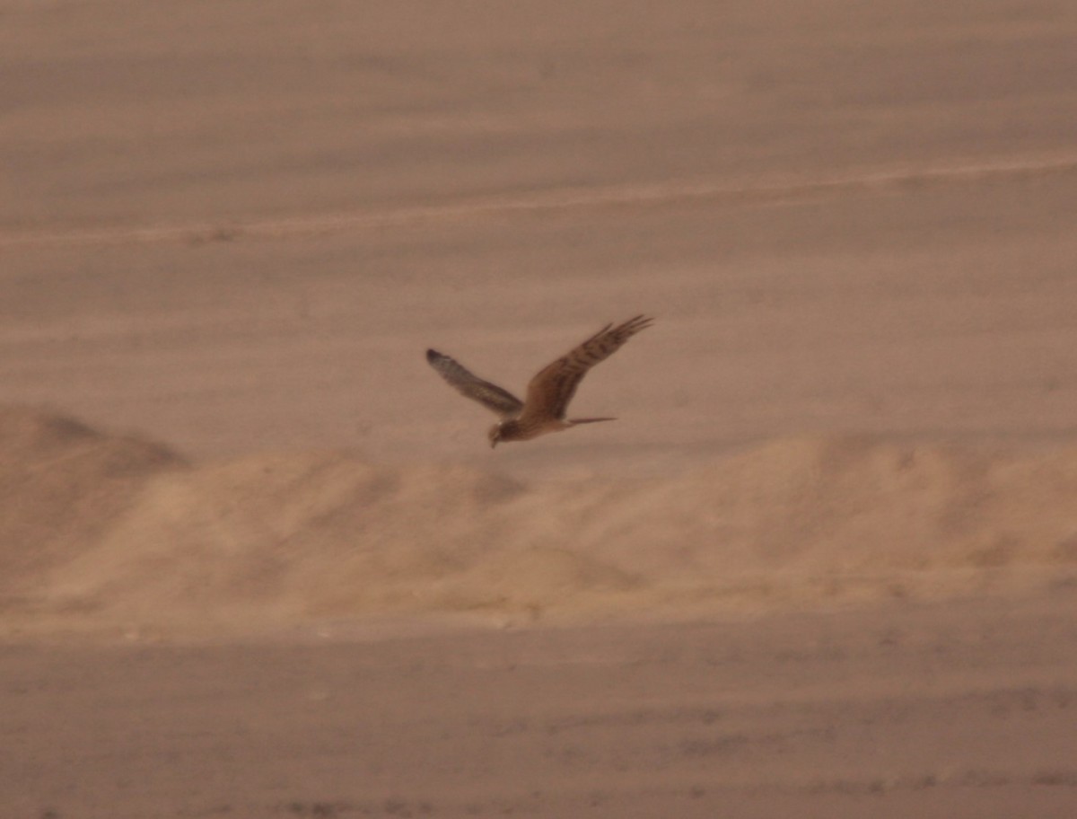 Montagu's Harrier - ML590309141