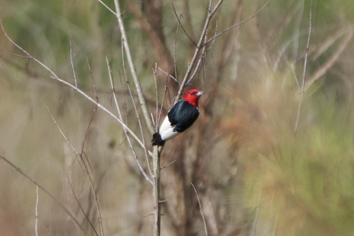 Red-headed Woodpecker - ML590310671