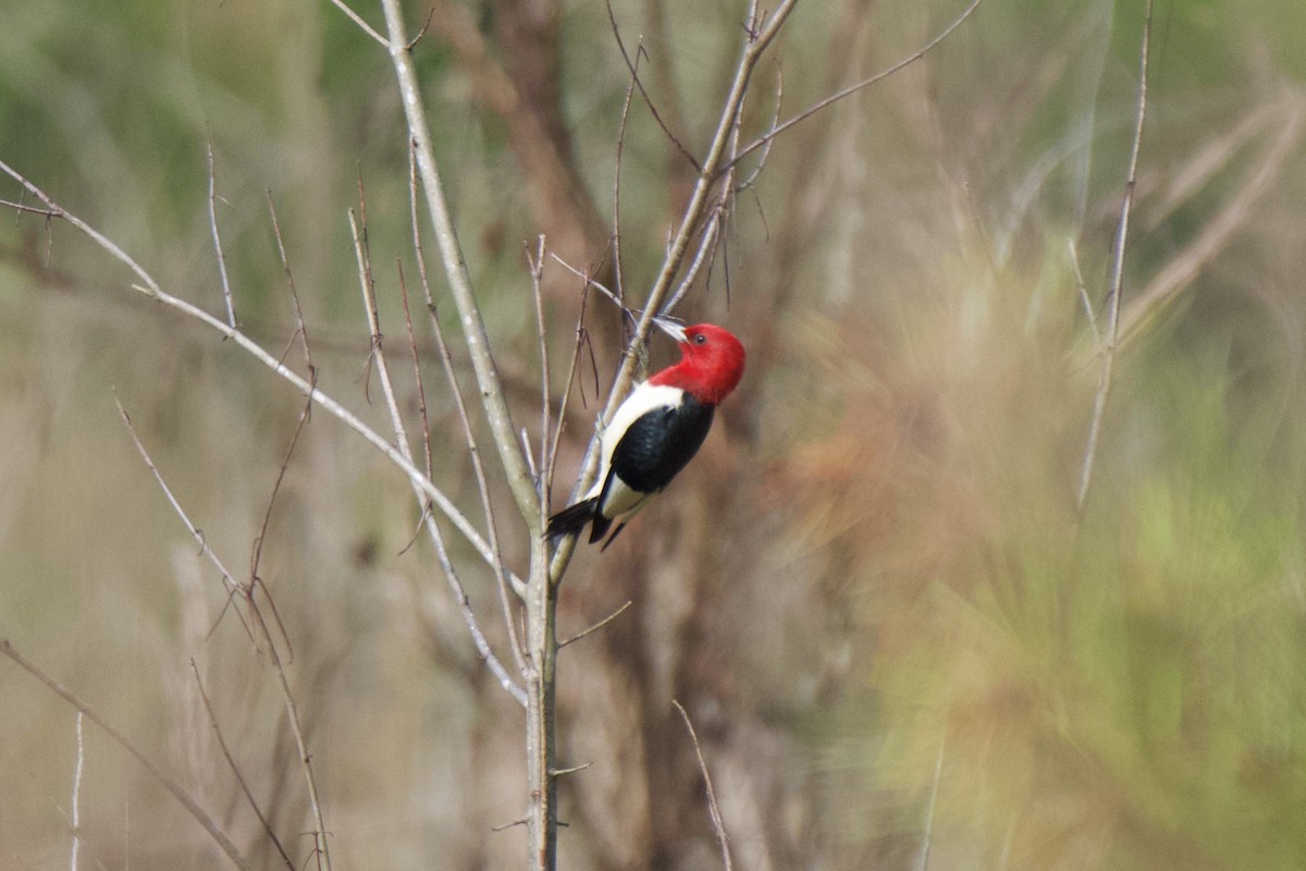 Red-headed Woodpecker - ML590310681