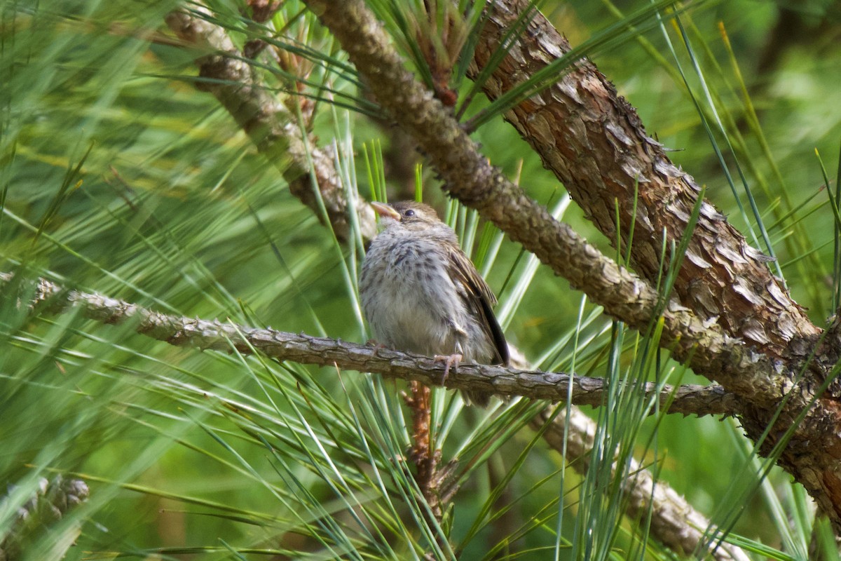 Chipping Sparrow - ML590310701