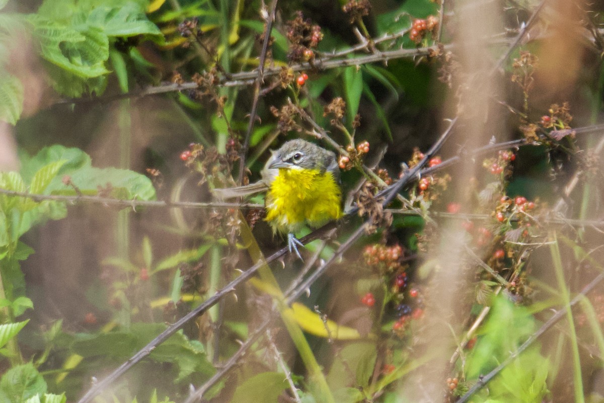 Yellow-breasted Chat - ML590310751