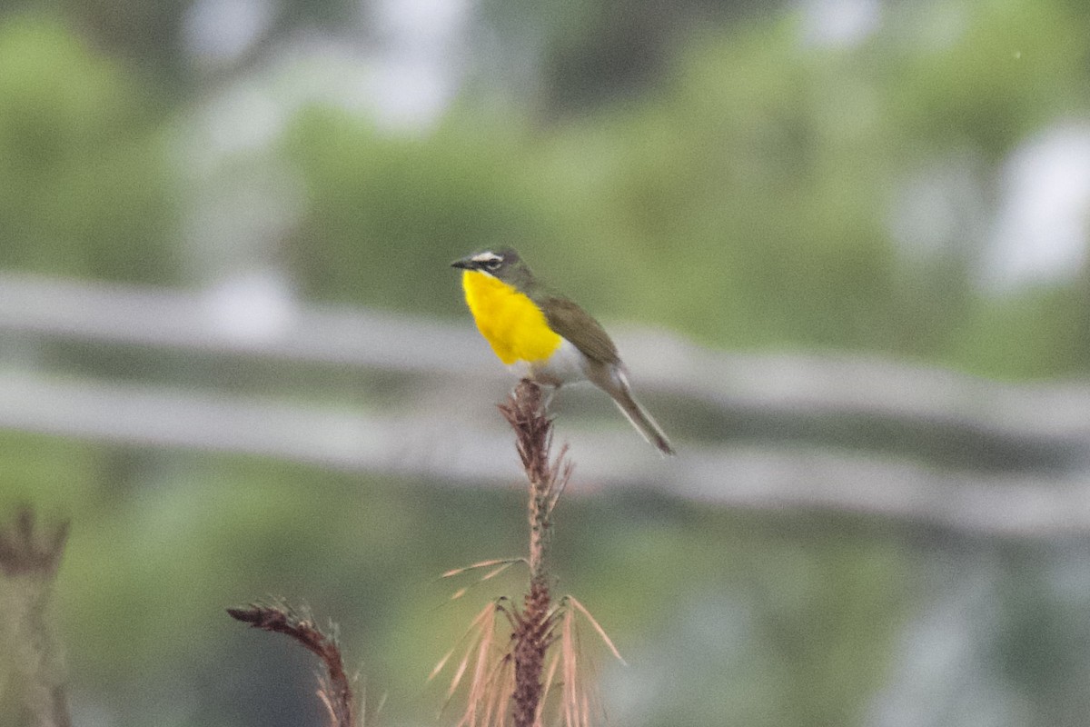 Yellow-breasted Chat - ML590310761