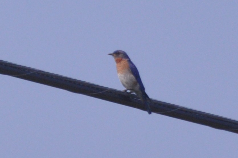 Eastern Bluebird - Rebecca Rogge