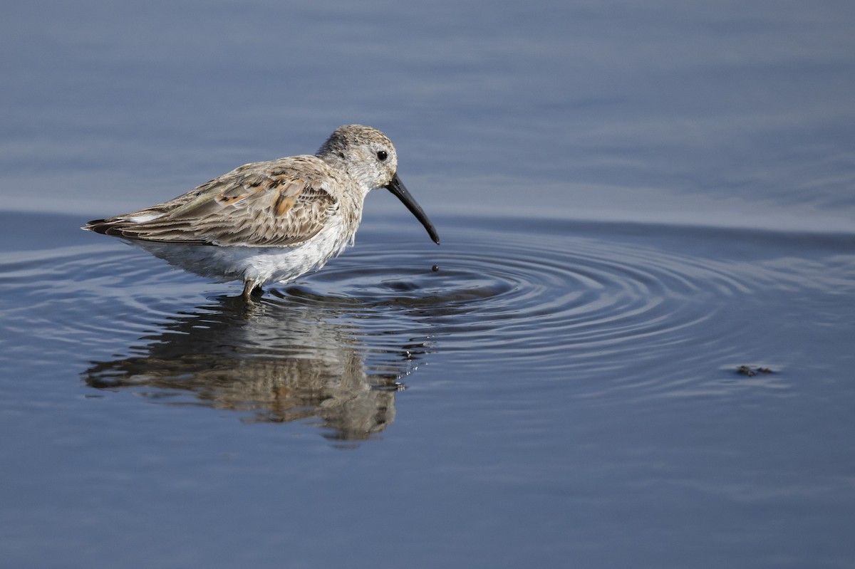 Dunlin (hudsonia) - ML590311371