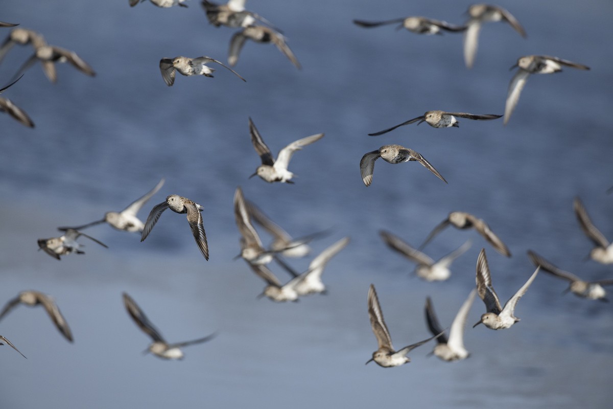 Dunlin (hudsonia) - ML590311421