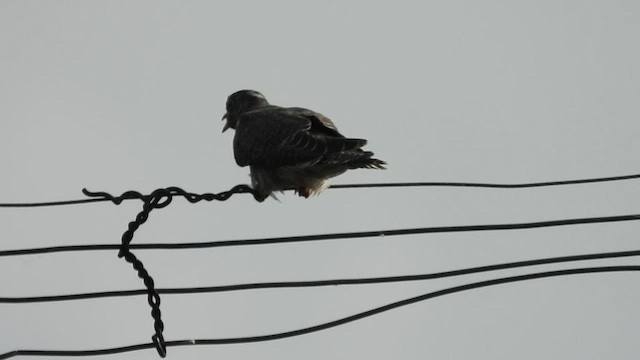 Coucou à ailes courtes - ML590311631