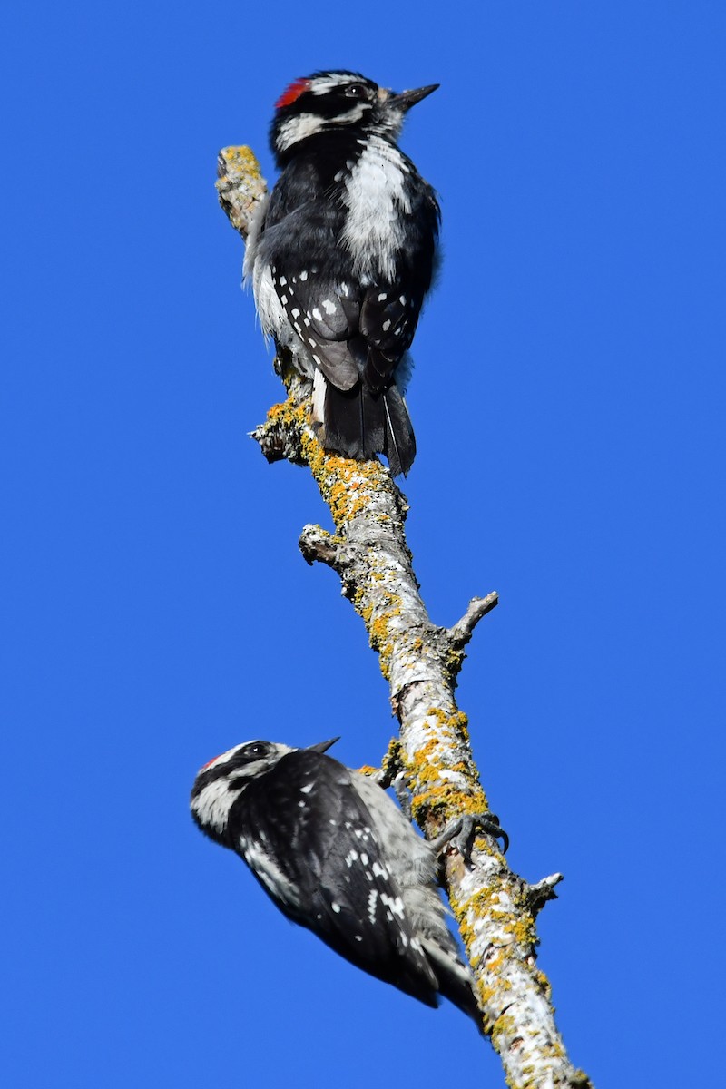 Downy Woodpecker - ML590311931