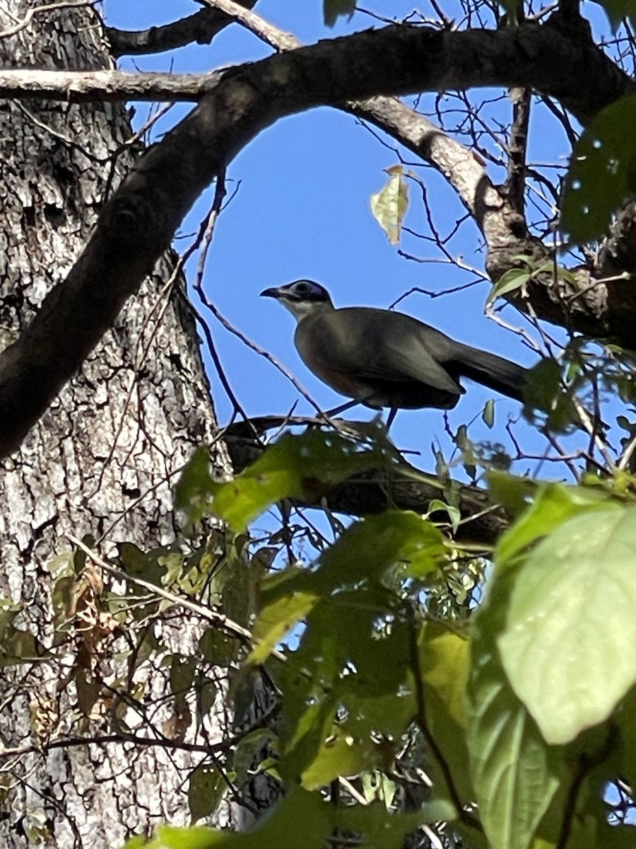 Giant Coua - ML590312291