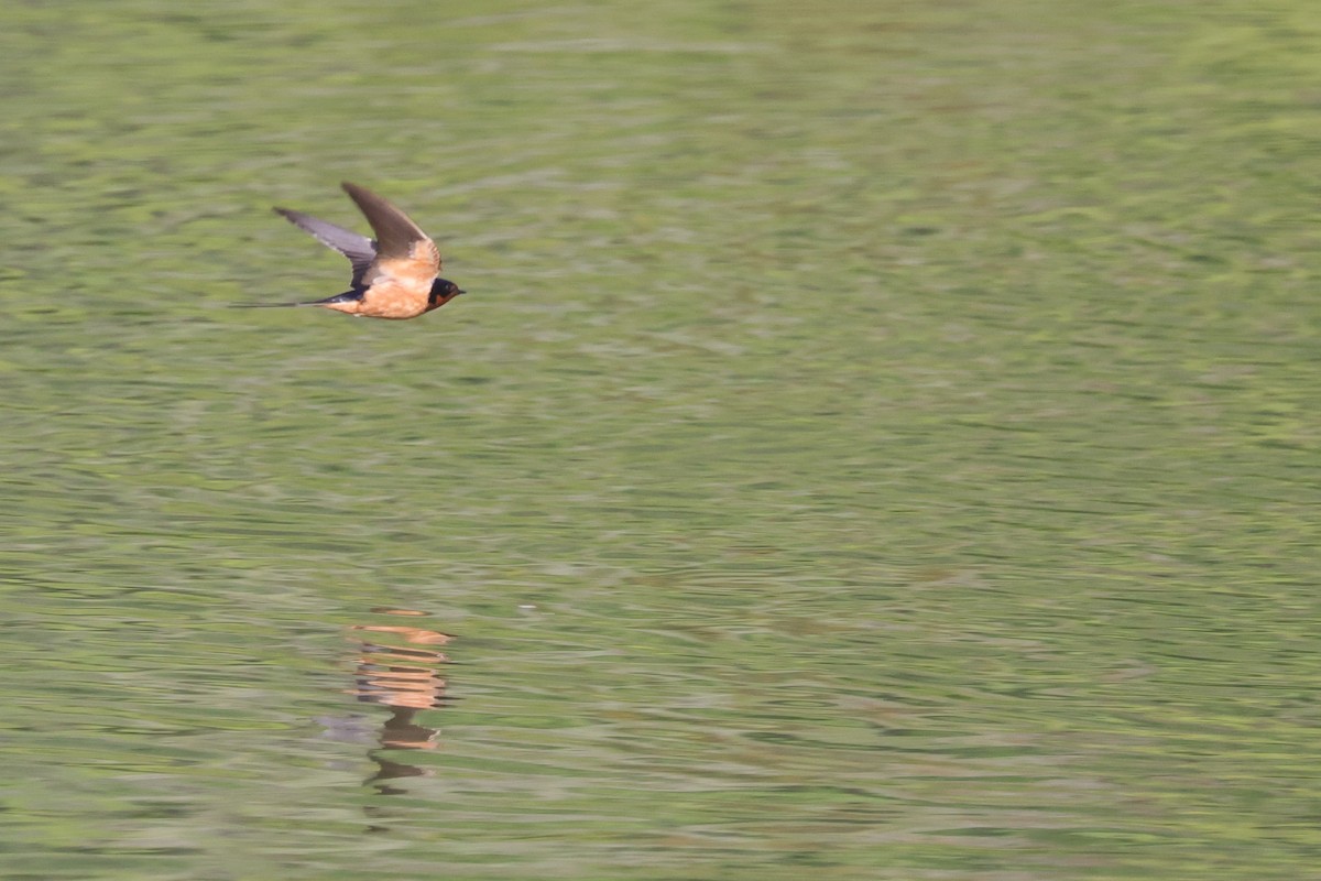 家燕 - ML590312321