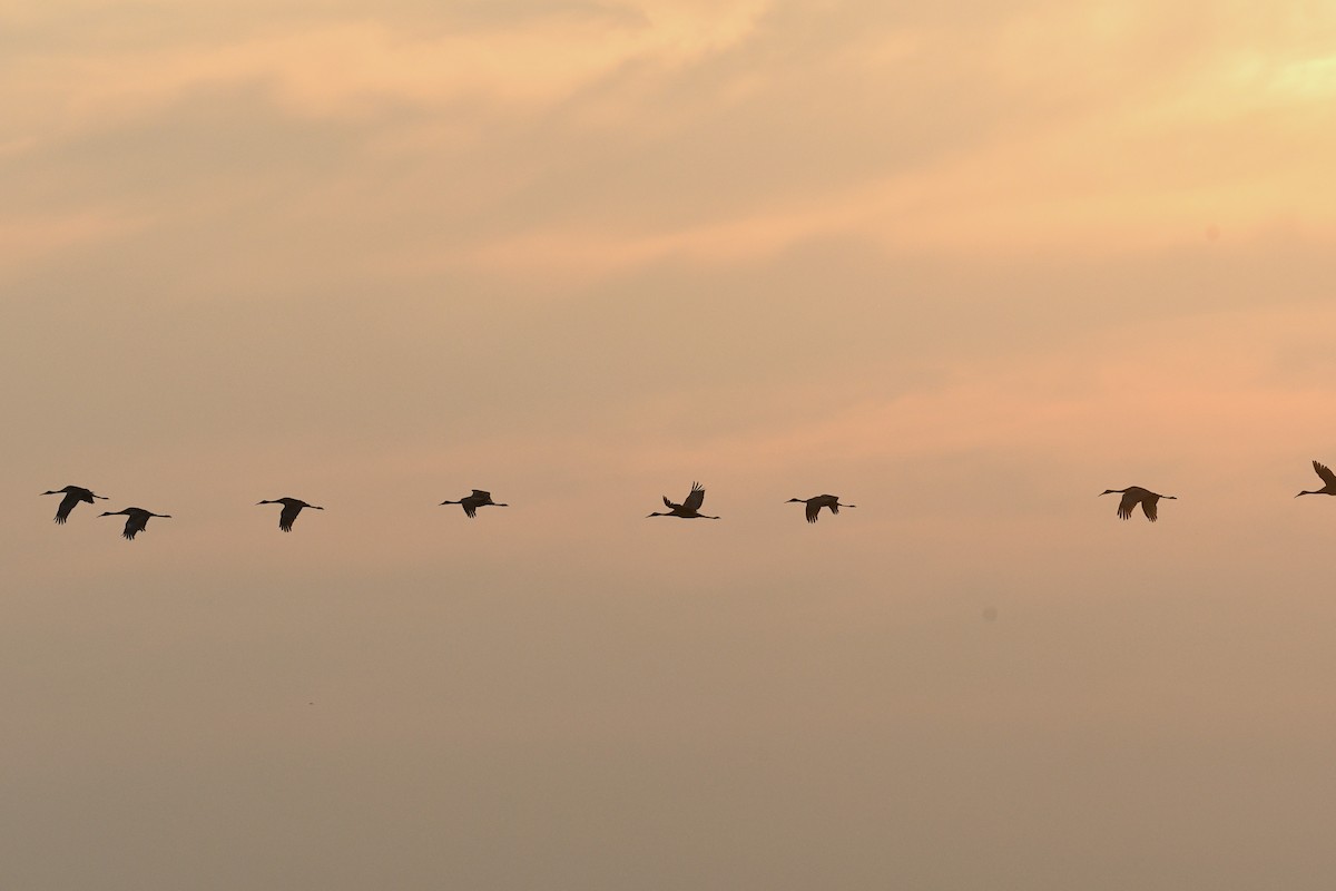 Sandhill Crane - Liz Harper