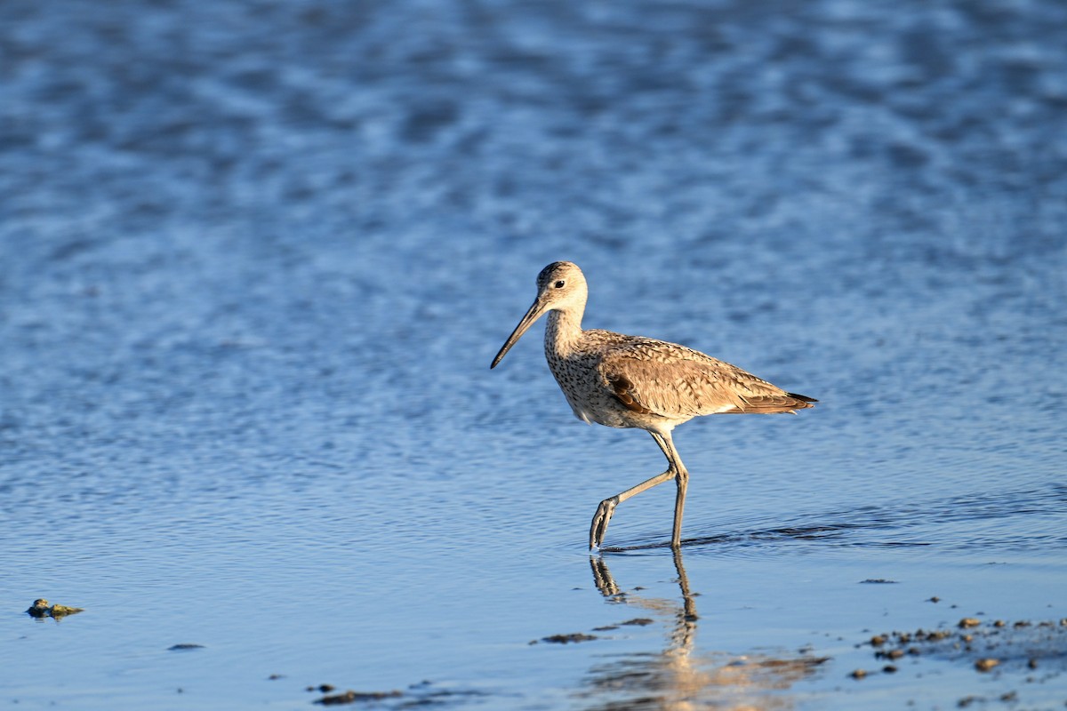 Willet - Kenneth Franklin