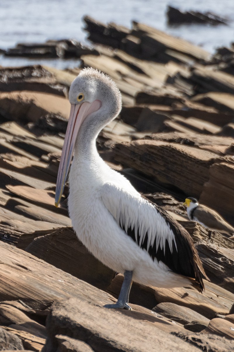 pelikán australský - ML590313911
