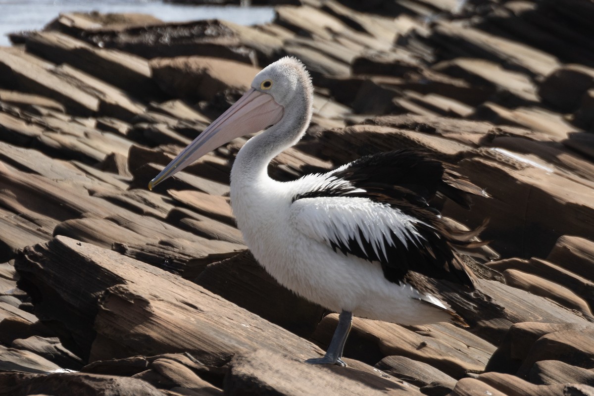 pelikán australský - ML590313921