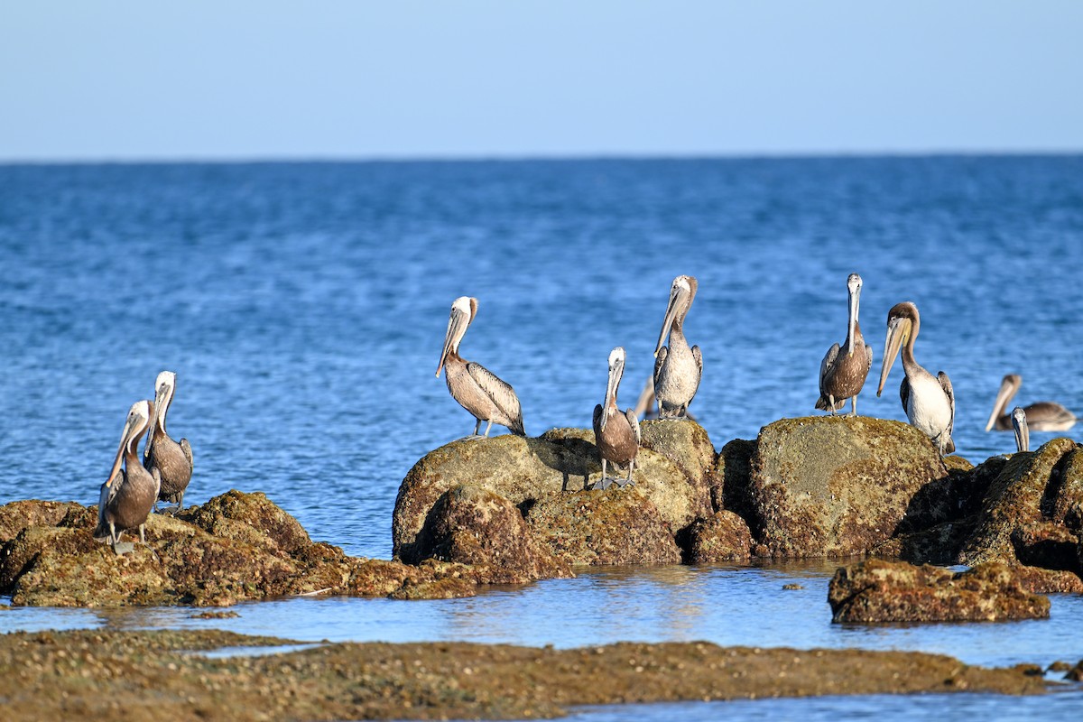 Brown Pelican - ML590313941