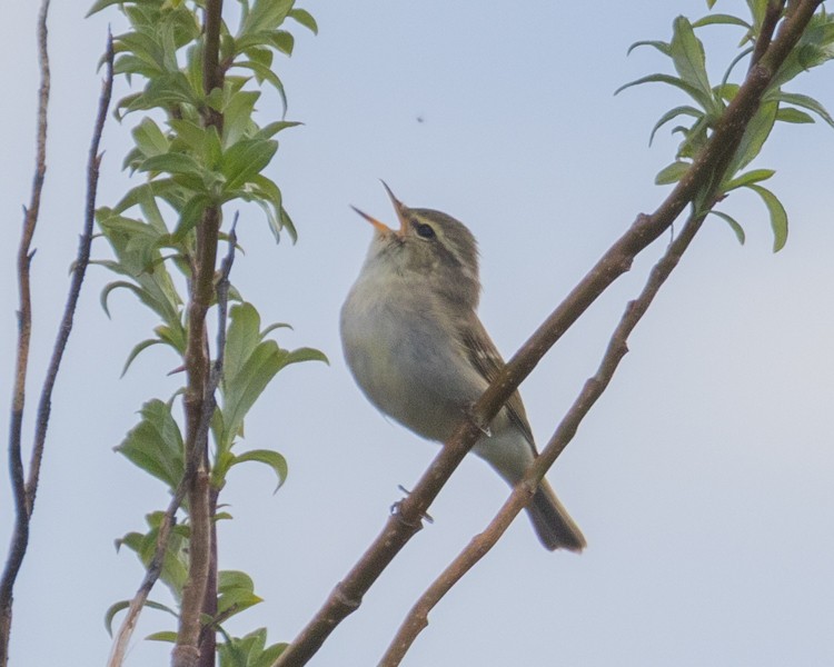 Arctic Warbler - Dixie Sommers