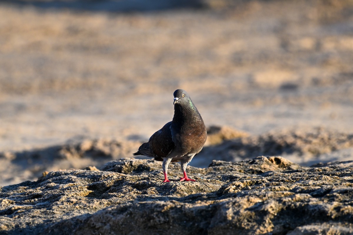 Pigeon biset (forme domestique) - ML590314131