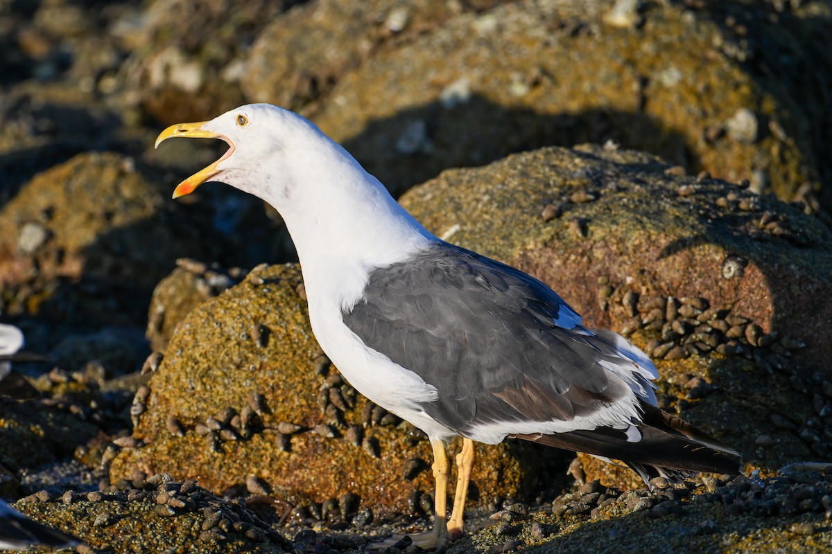 Gaviota de Cortés - ML590314431