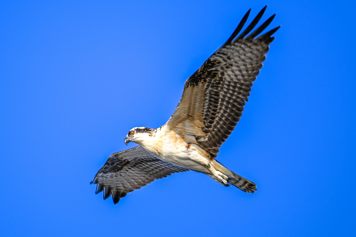 Balbuzard pêcheur - ML590314571