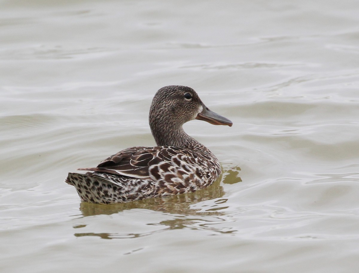 Blue-winged Teal - Hélène Crête