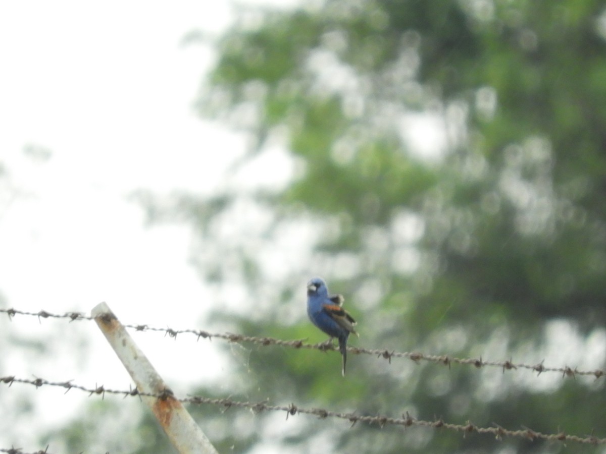 Blue Grosbeak - ML590315481