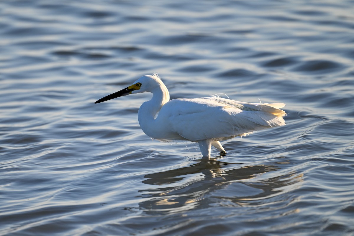 Snowy Egret - Kenneth Franklin