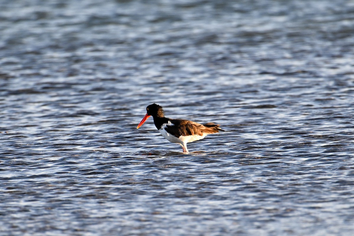 American Oystercatcher - ML590316001