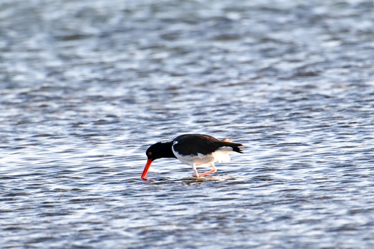 American Oystercatcher - Kenneth Franklin