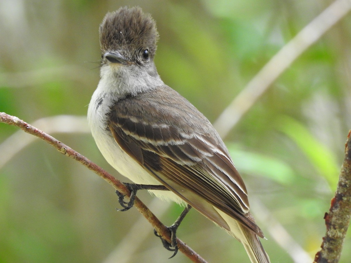 La Sagra's Flycatcher - ML59031621