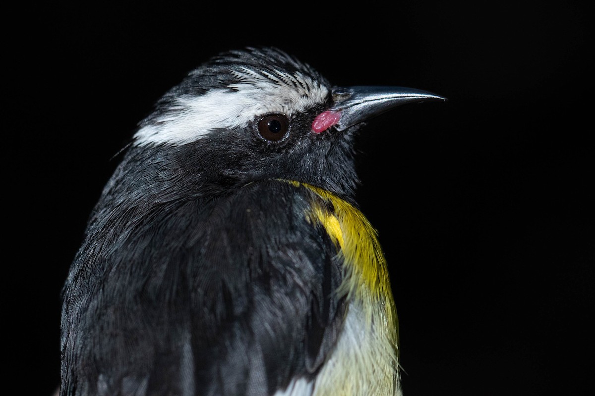 Bananaquit - ML590317431