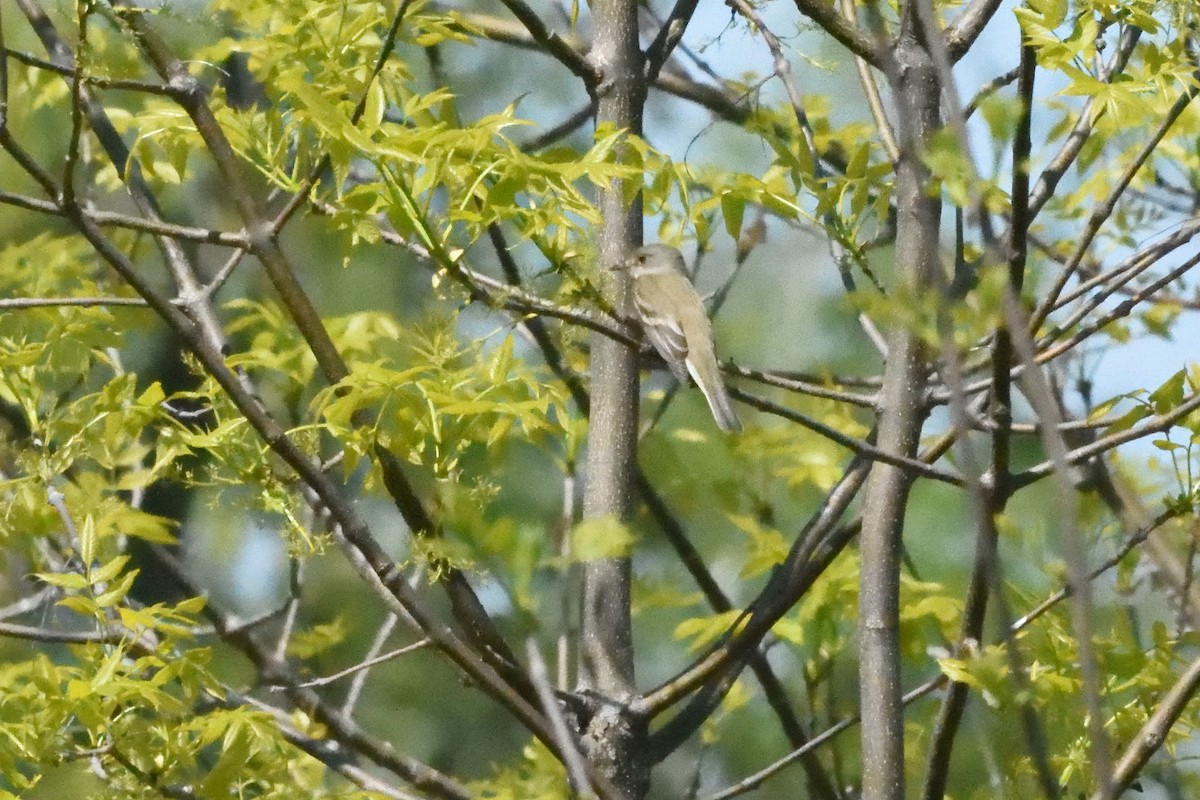 Willow Flycatcher - ML590317601