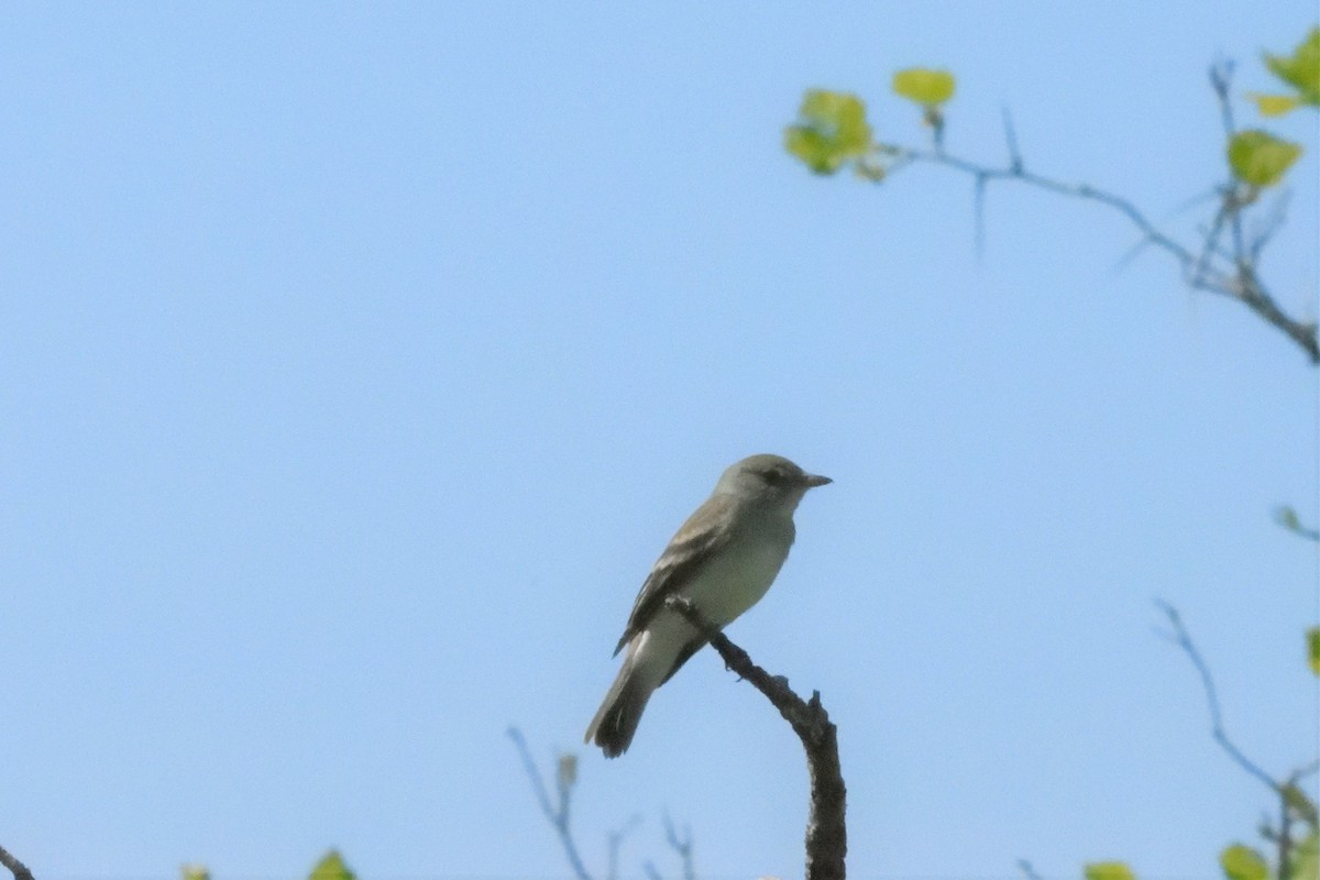 Willow Flycatcher - ML590317611