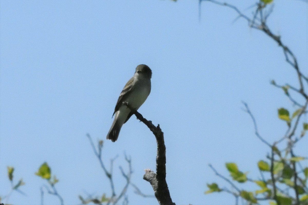 Willow Flycatcher - ML590317621