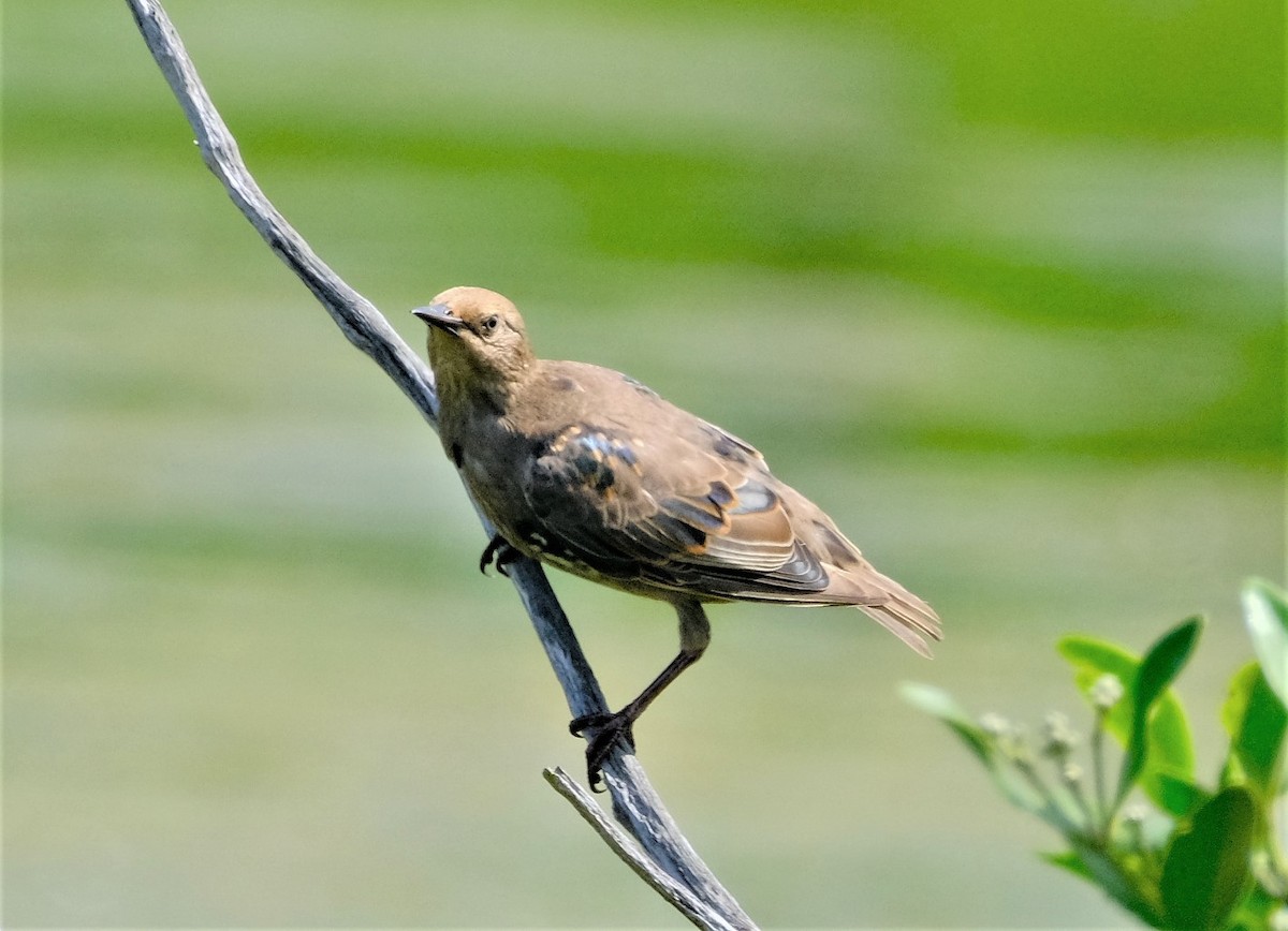 European Starling - ML590318021