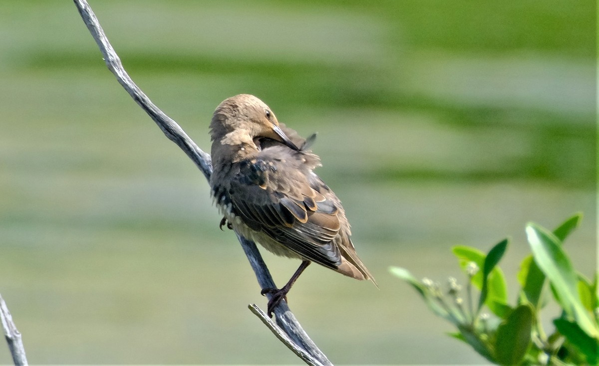 European Starling - ML590318121