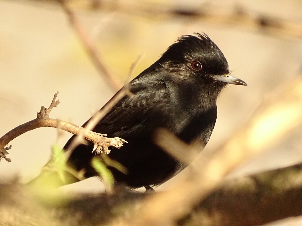 White-winged Black-Tyrant - ML590318781