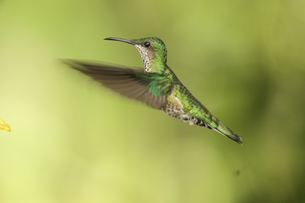 White-necked Jacobin - ML590318881