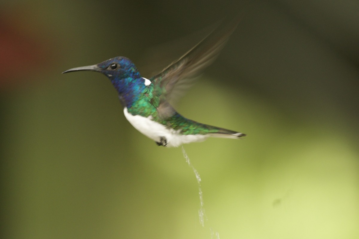 White-necked Jacobin - ML590318891