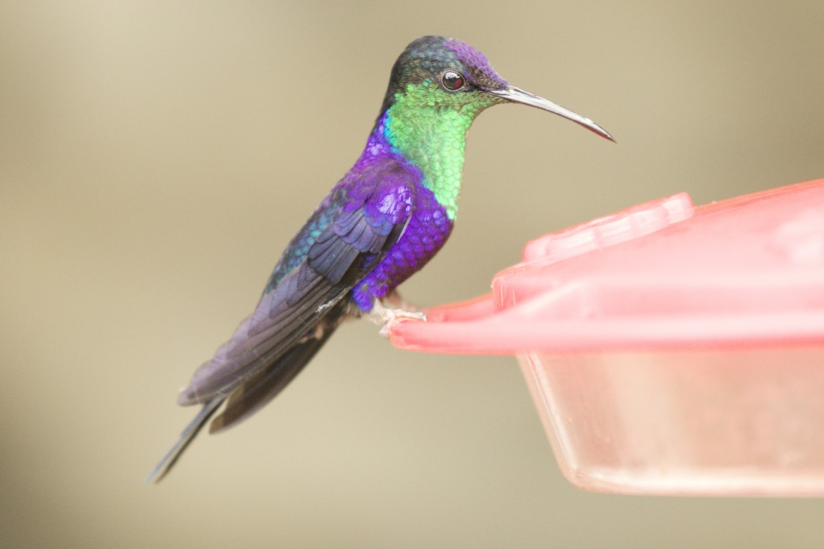 Crowned Woodnymph - ML590319021