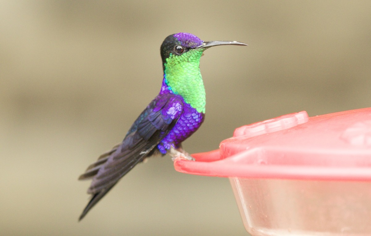 Crowned Woodnymph - ML590319031