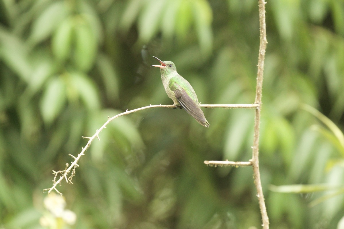 Scaly-breasted Hummingbird - ML590319221