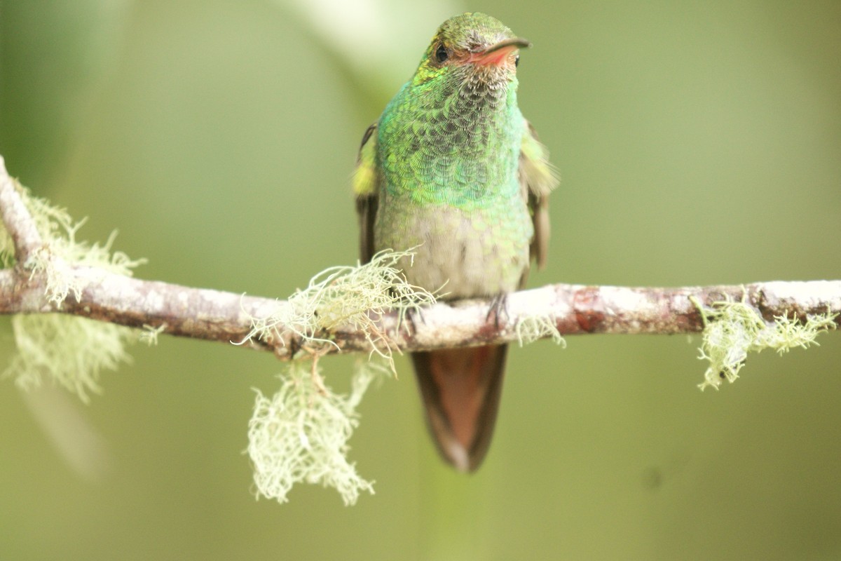 Rufous-tailed Hummingbird - ML590319421