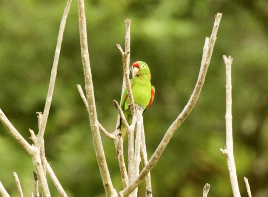 Crimson-fronted Parakeet - ML590319561