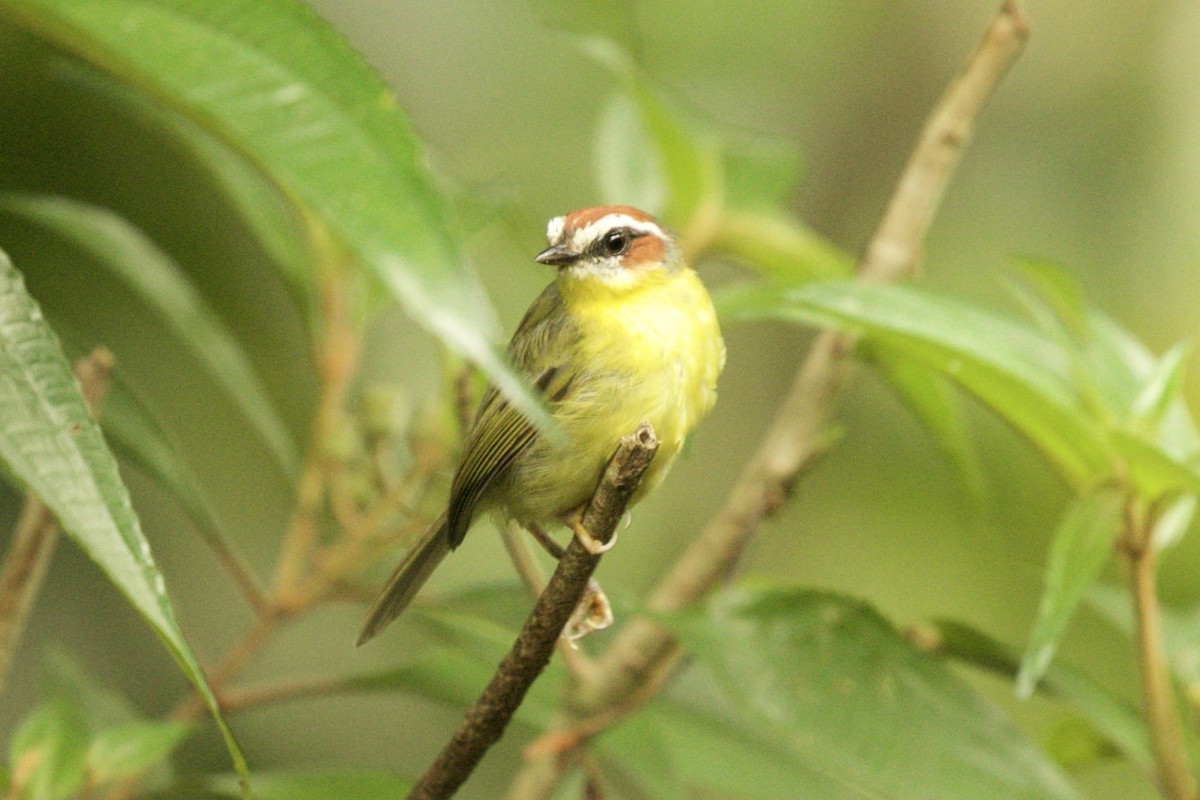 Chestnut-capped Warbler - ML590319771