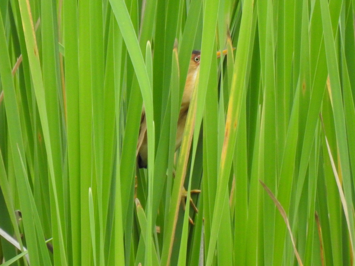 Least Bittern - ML590320221