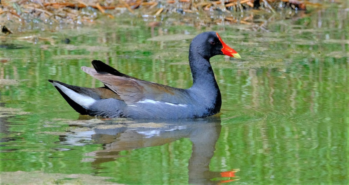 Common Gallinule - ML590320381